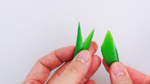 Snap peas cut into the shape of leaves to garnish sushi.