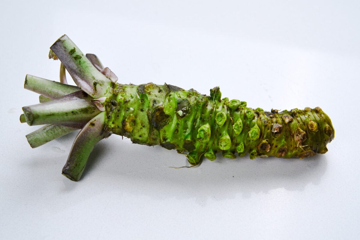 Fresh Wasabi rhizome (not a root).