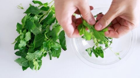 Holy Basil being plucked from stems for Thai Basil Chicken