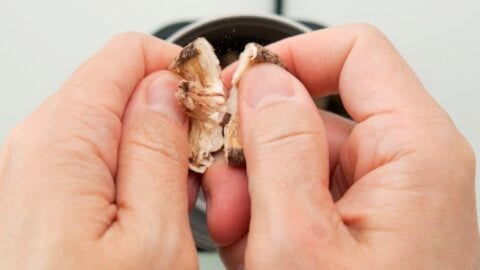 Breaking dried shiitake mushrooms into a spice grinder.